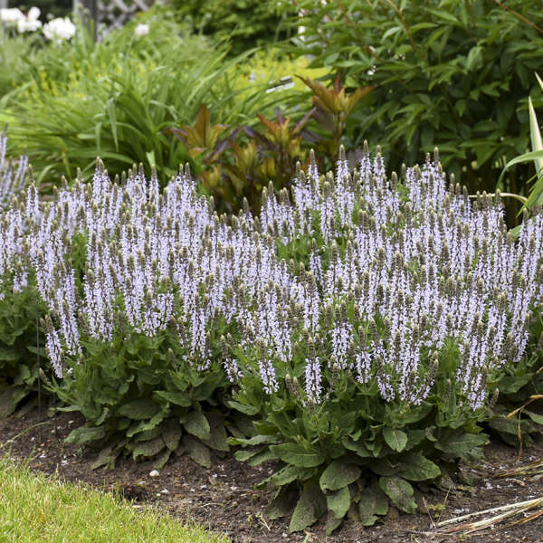 Salvia nemorosa 'Bumblesky'