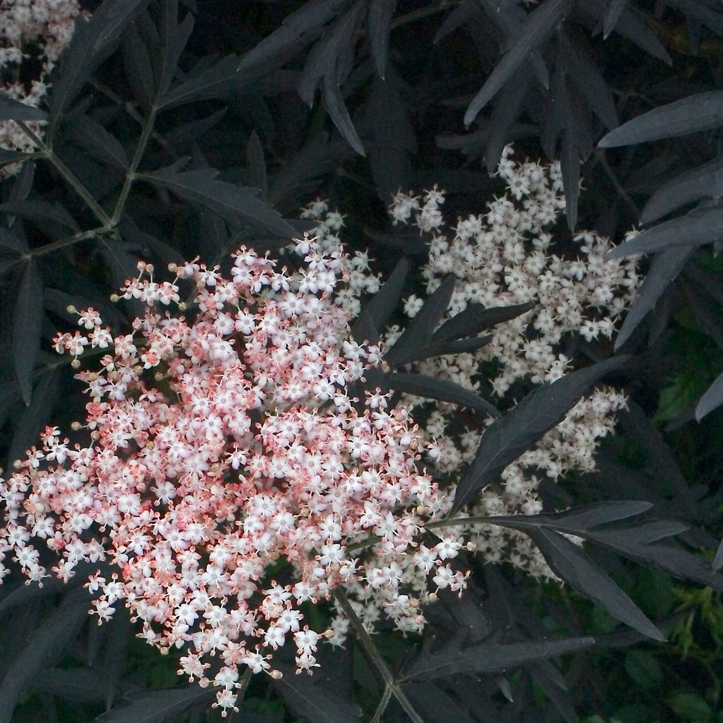 Sambucus 'Black Lace' - Elderberry