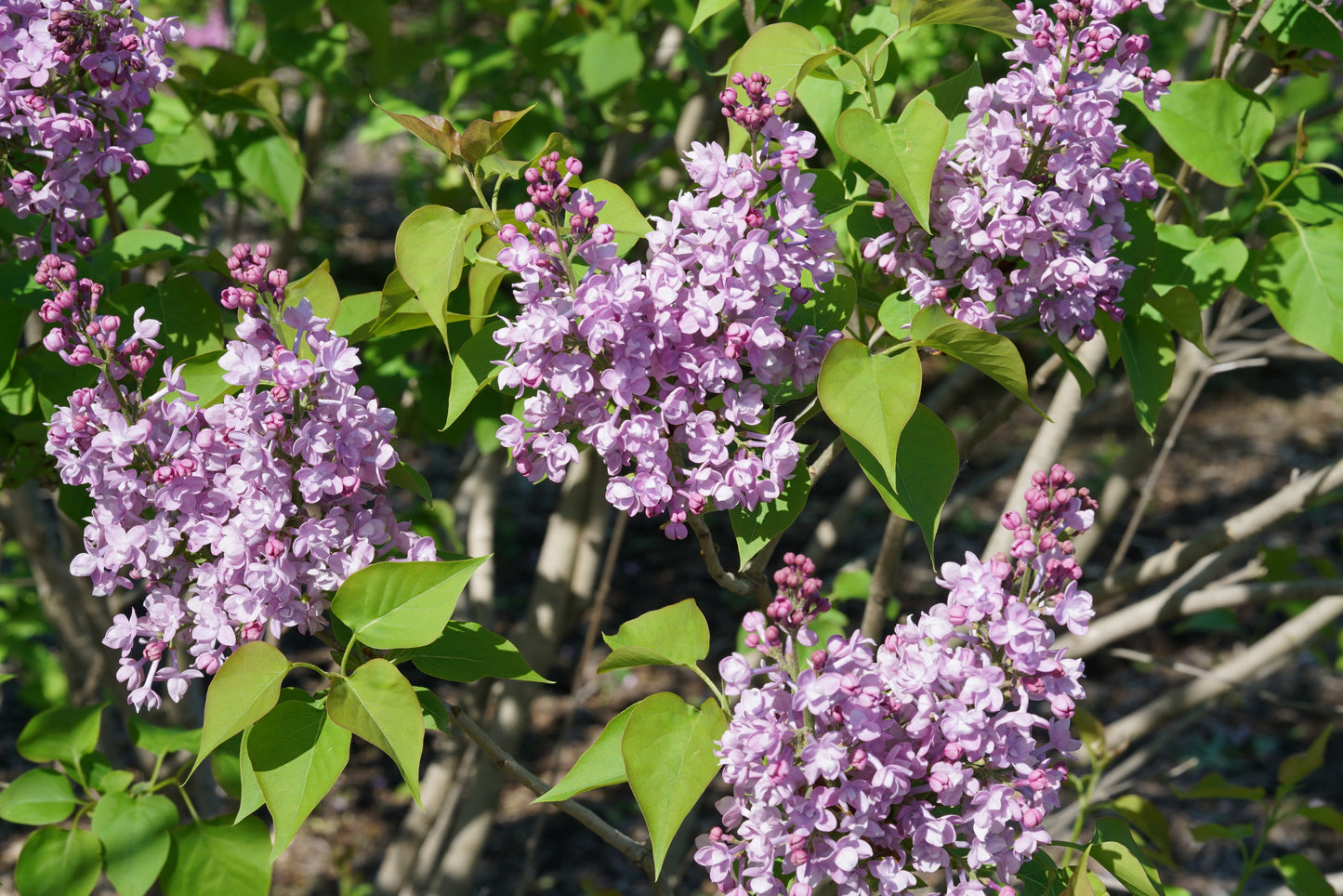 Syringa hyacinthiflora 'Scentara Double Blue' -