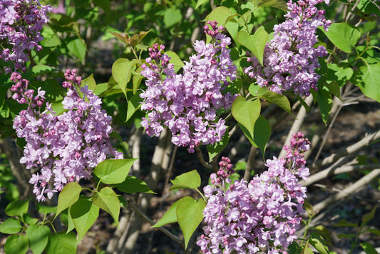 Syringa hyacinthiflora 'Scentara Double Blue' -