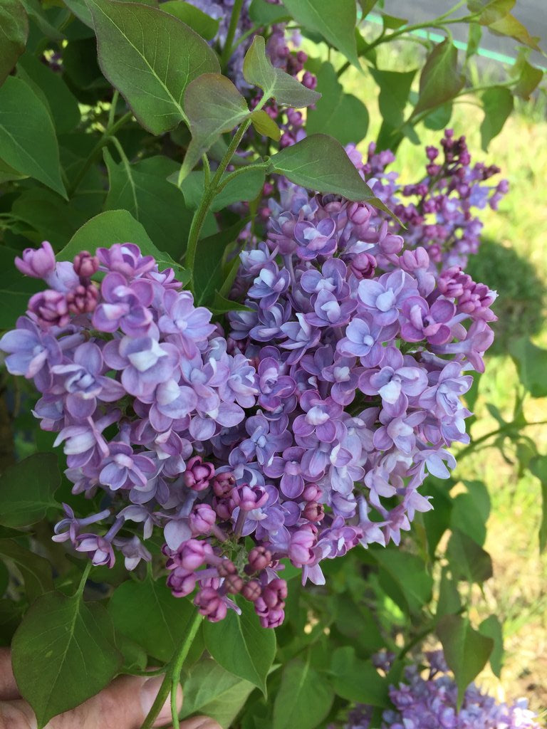 Syringa hyacinthiflora 'Scentara Double Blue' -