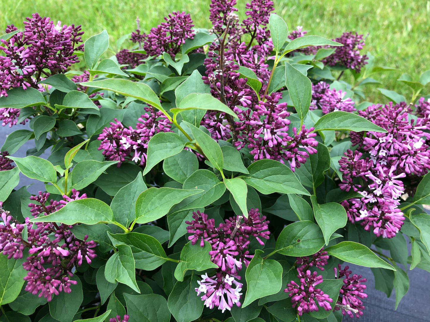 Syringa patula 'Baby Kim'