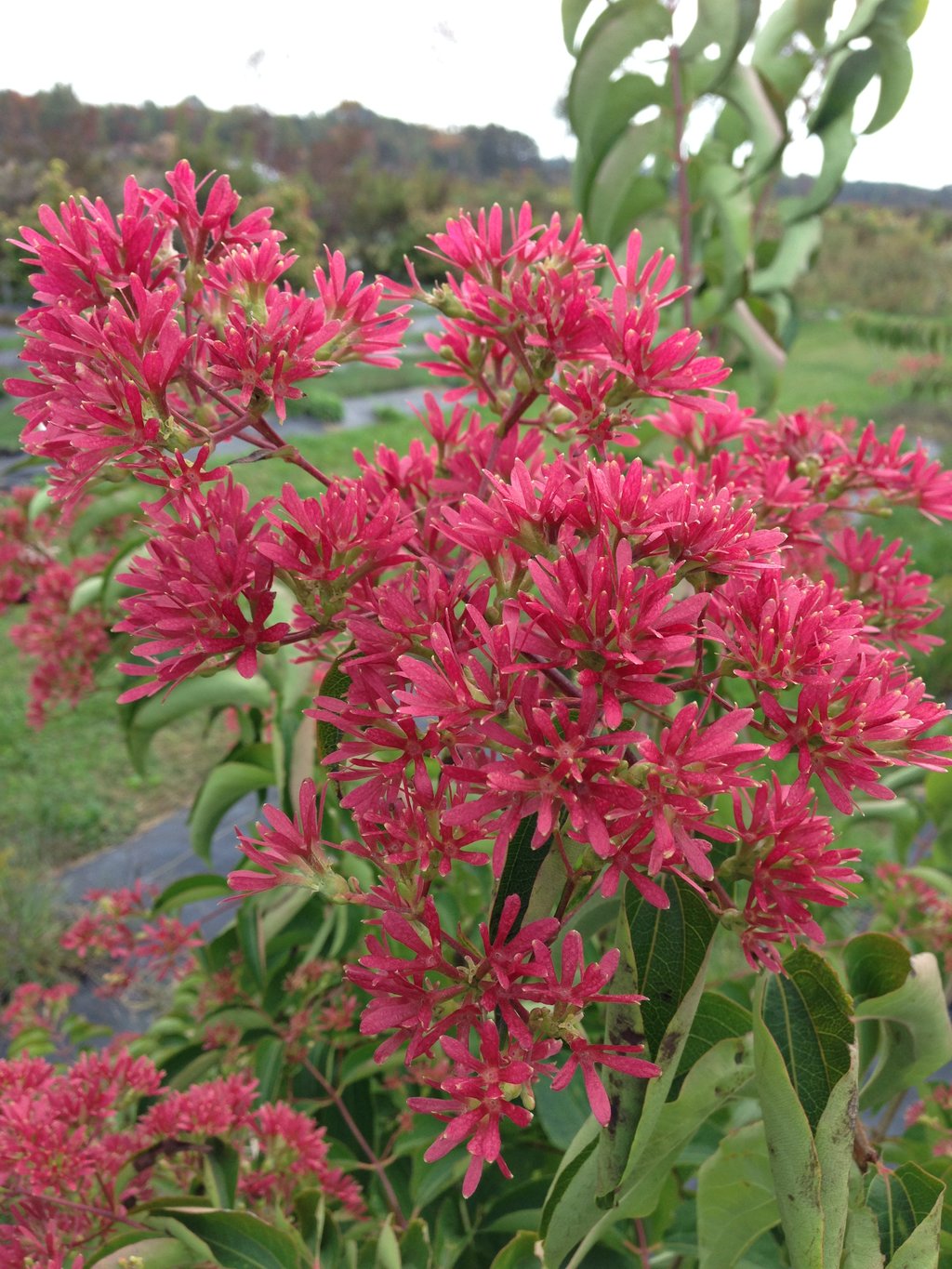 Heptacodium miconioides 'Temple of Bloom' - Seven Son Flower