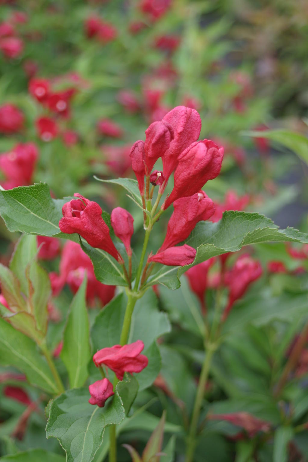weigela plant fertilizer Weigela 'Sonic Bloom Red'