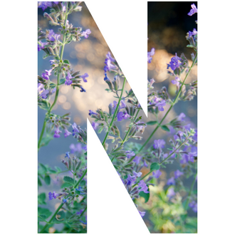 By Letters A to Z – Fieldstone Gardens Inc