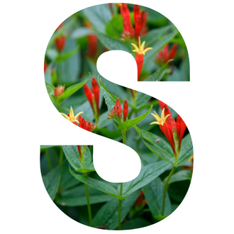 By Letters A to Z – Fieldstone Gardens Inc