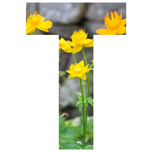 By Letters A to Z – Fieldstone Gardens Inc