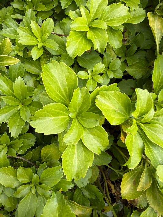 Pachysandra terminalis 'Cabbage Leaf'