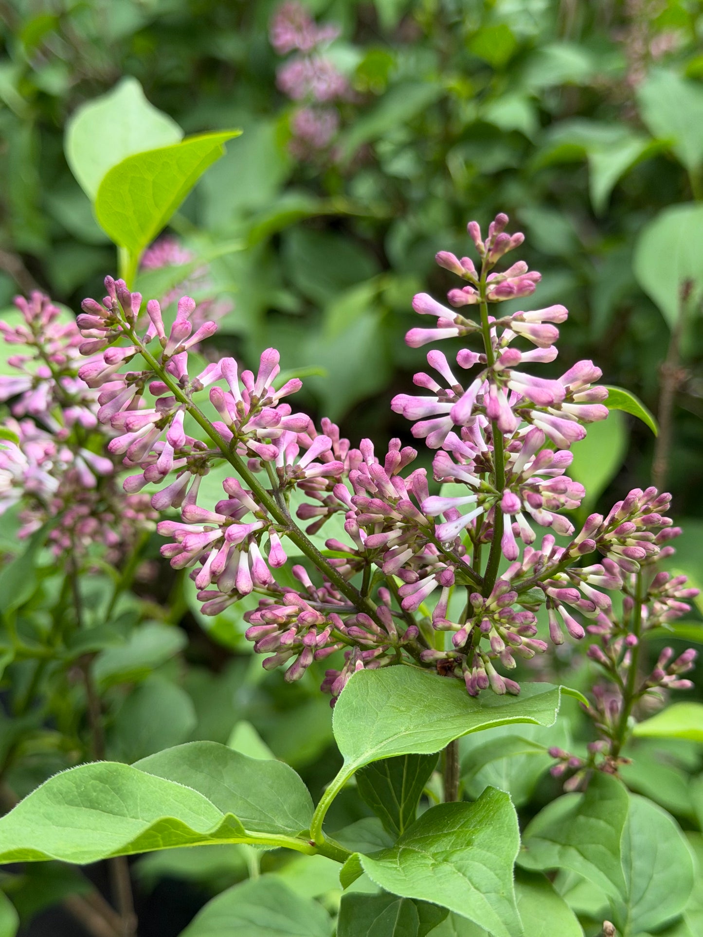 Syringa patula 'Baby Kim'