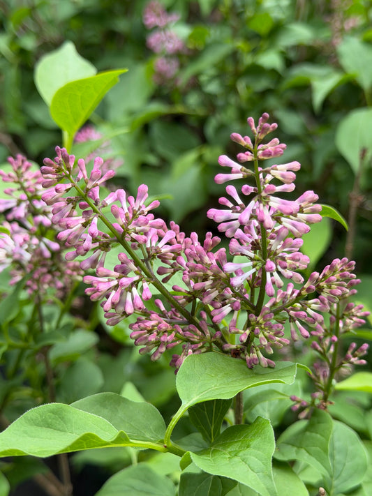 Syringa patula 'Baby Kim'