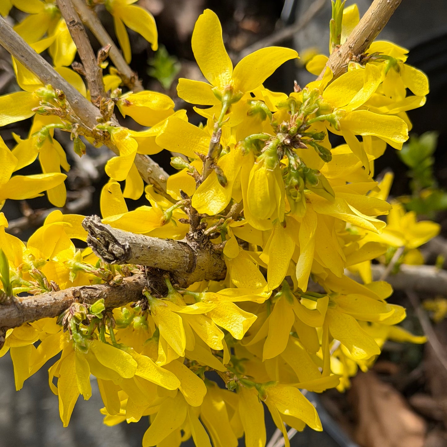 Forsythia 'Show Off Starlet'