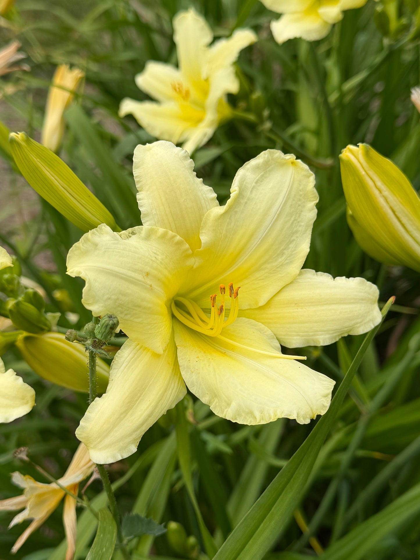 Hemerocallis 'White Formal'