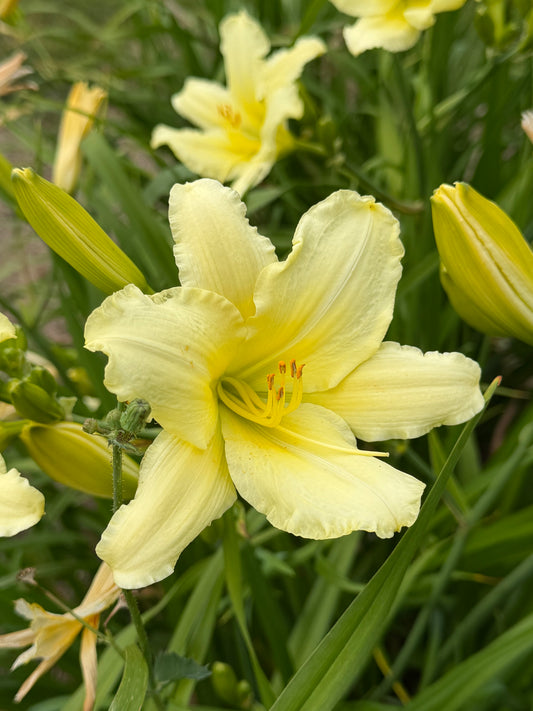 Hemerocallis 'White Formal' (Daylily)