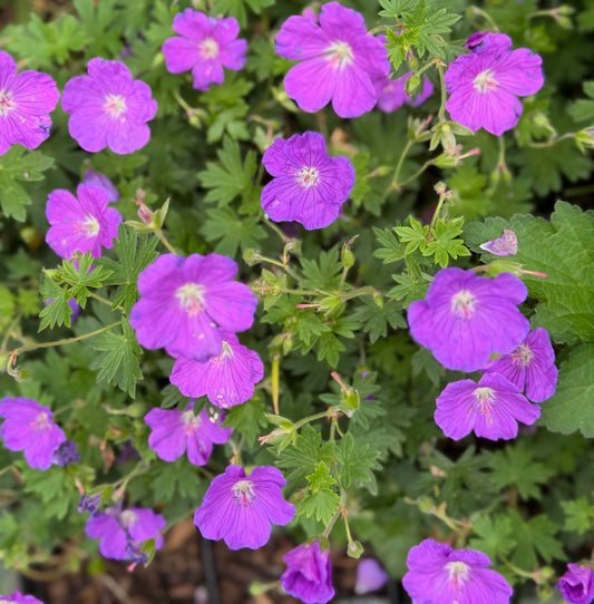 Geranium ‘Purple Glow’