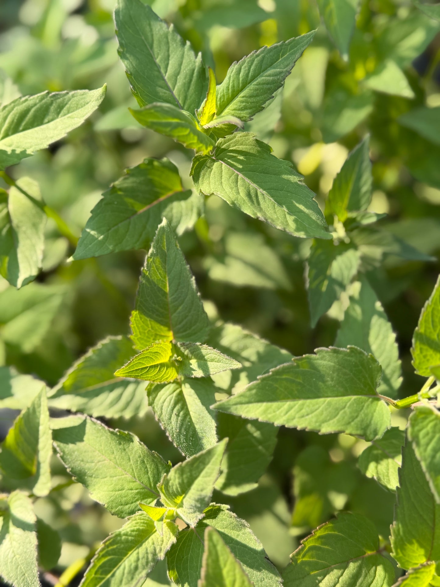 Monarda fistulosa (Bee Balm)