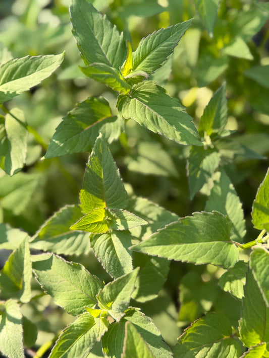 Monarda fistulosa (Bee Balm)