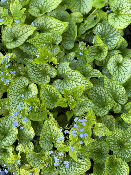 Brunnera macrophylla 'Alexander's Great'