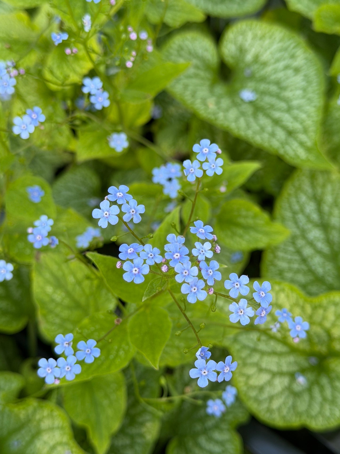 Brunnera macrophylla 'Alexander's Great'