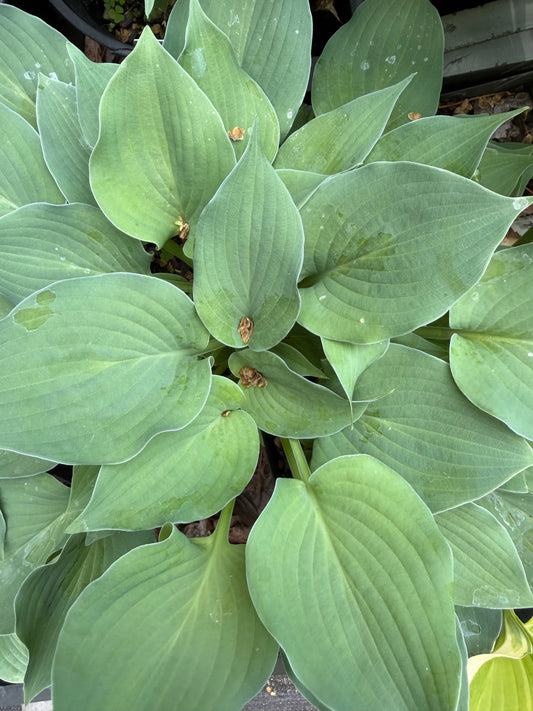 Hosta 'Sea Lotus Leaf'