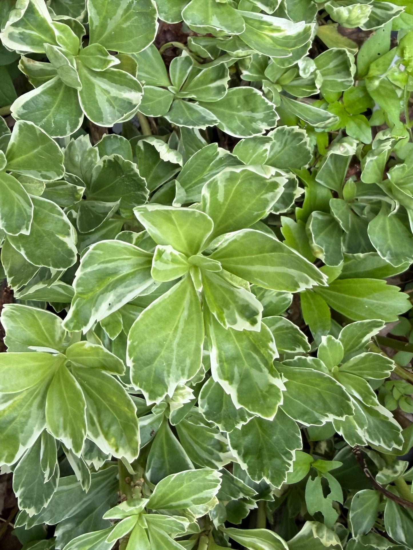 Pachysandra terminalis 'Variegata'