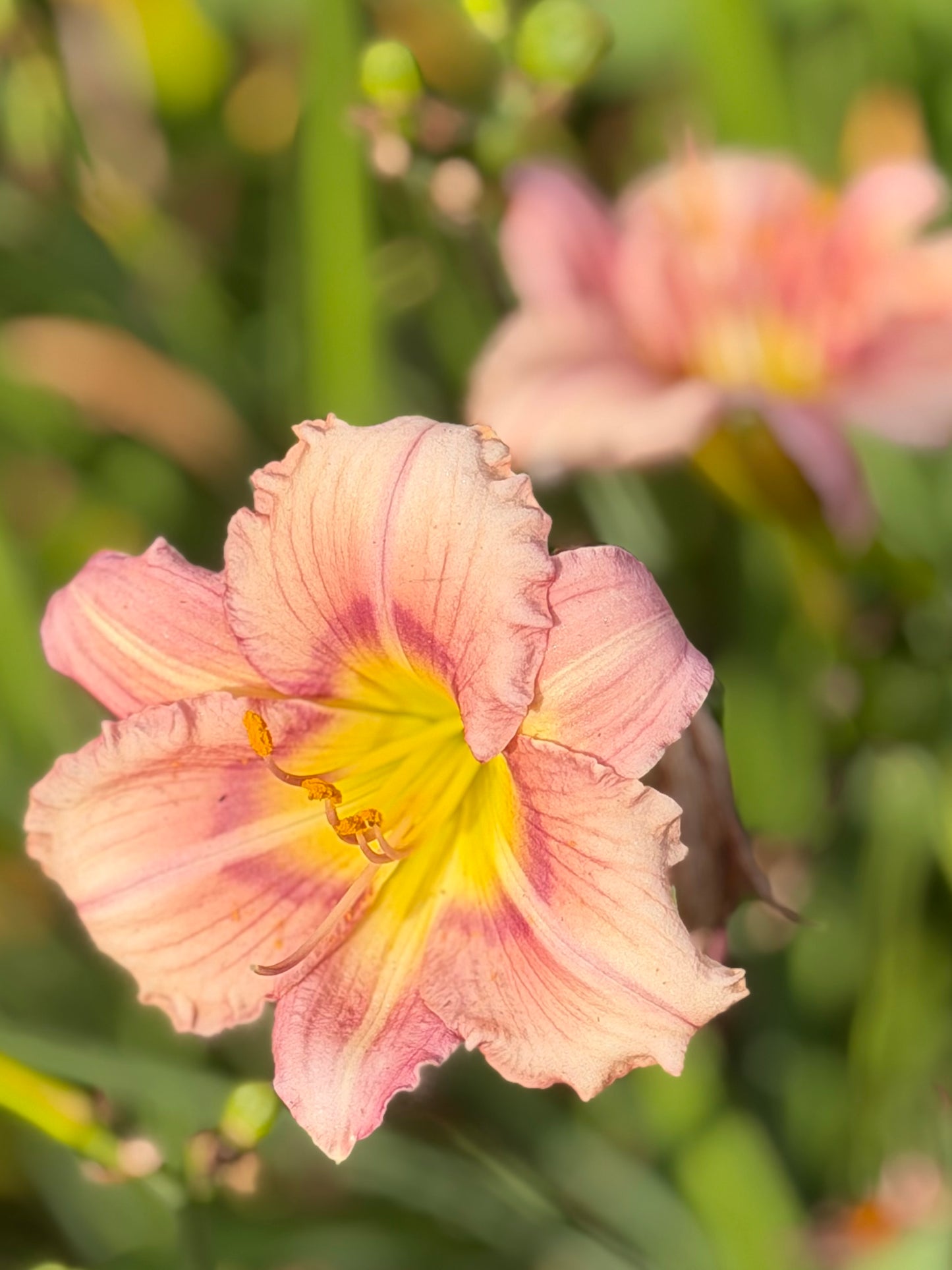 Hemerocallis 'Stephanie Returns'