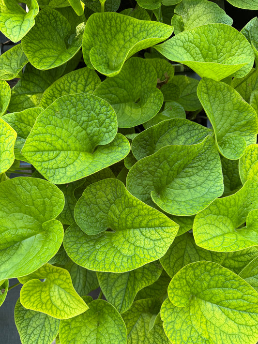 Brunnera macrophylla 'Blue' (Siberian Bugloss)