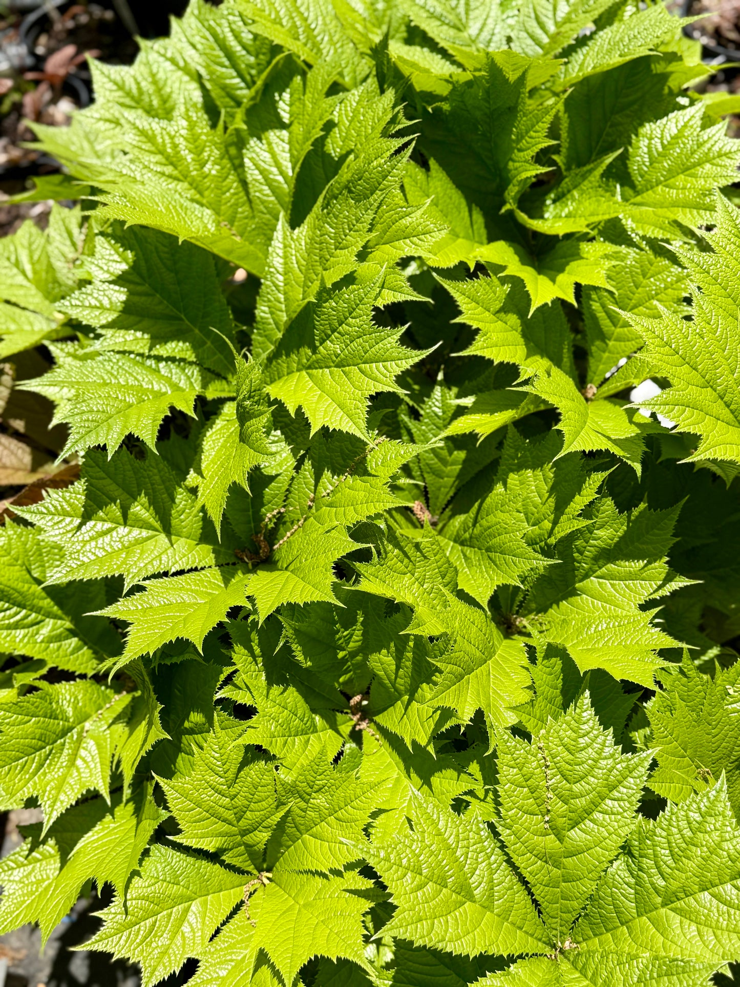 Rodgersia podophylla