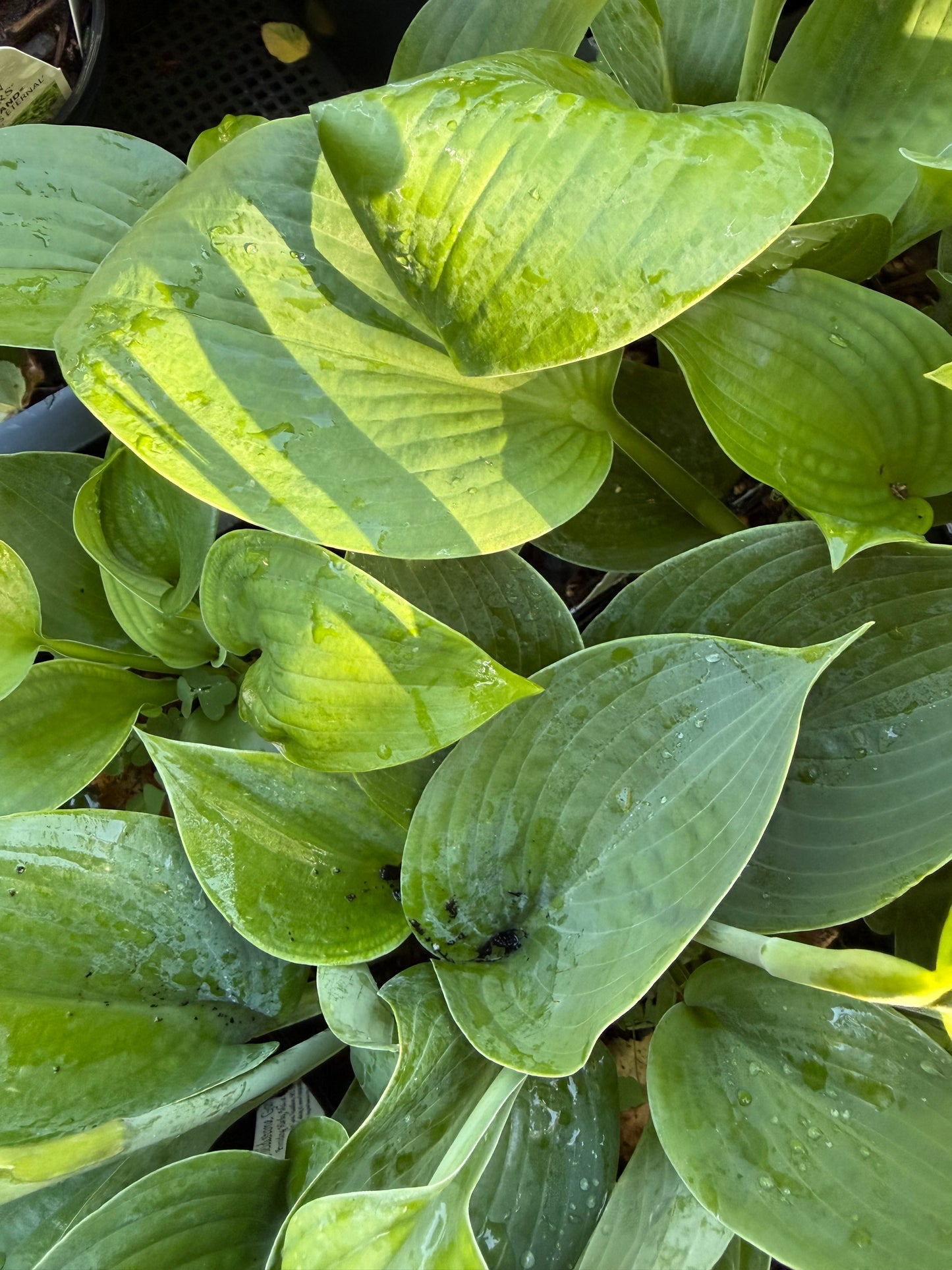 Hosta 'Blue Dolphin'