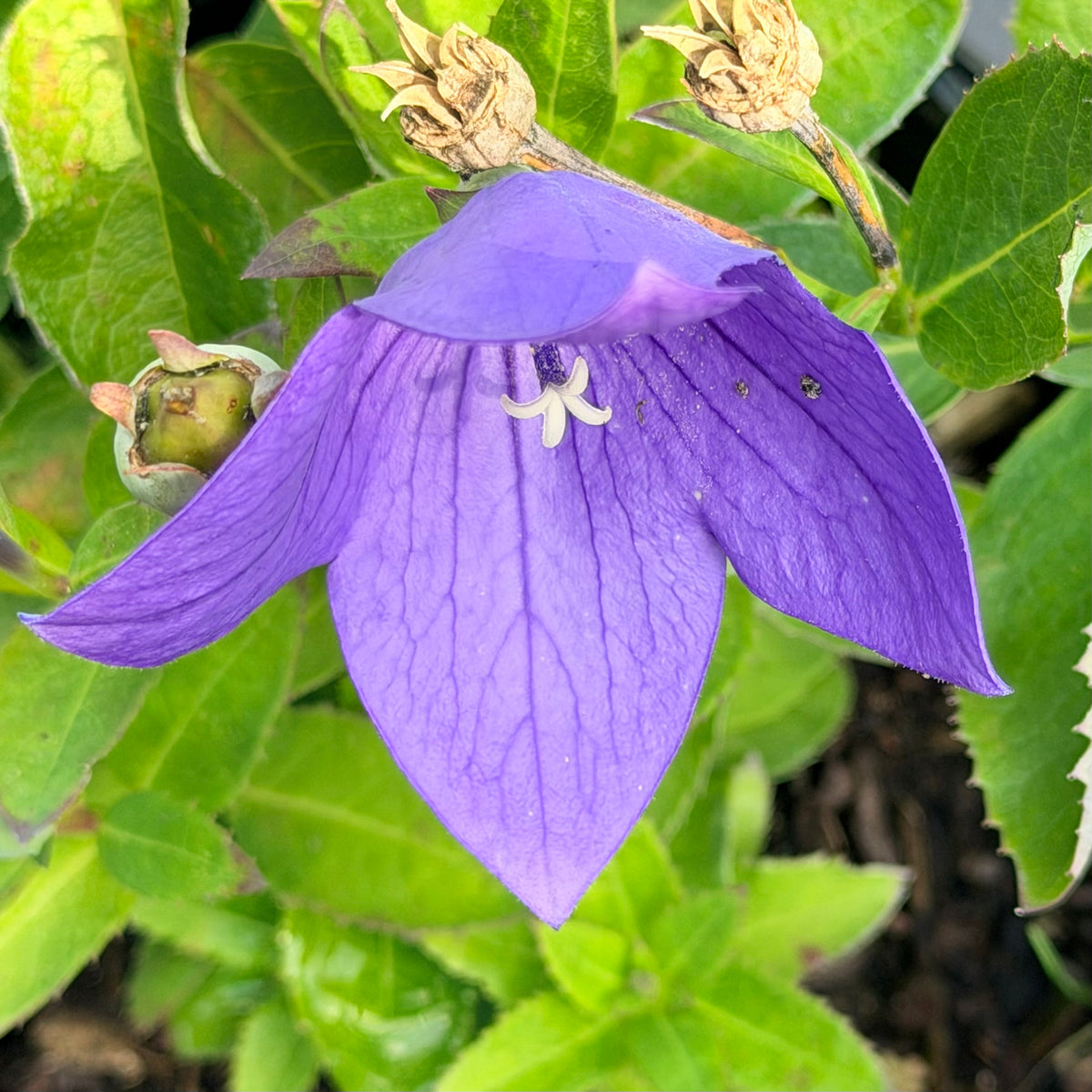 Platycodon grandiflorus 'Astra Blue' (Balloon Flower)