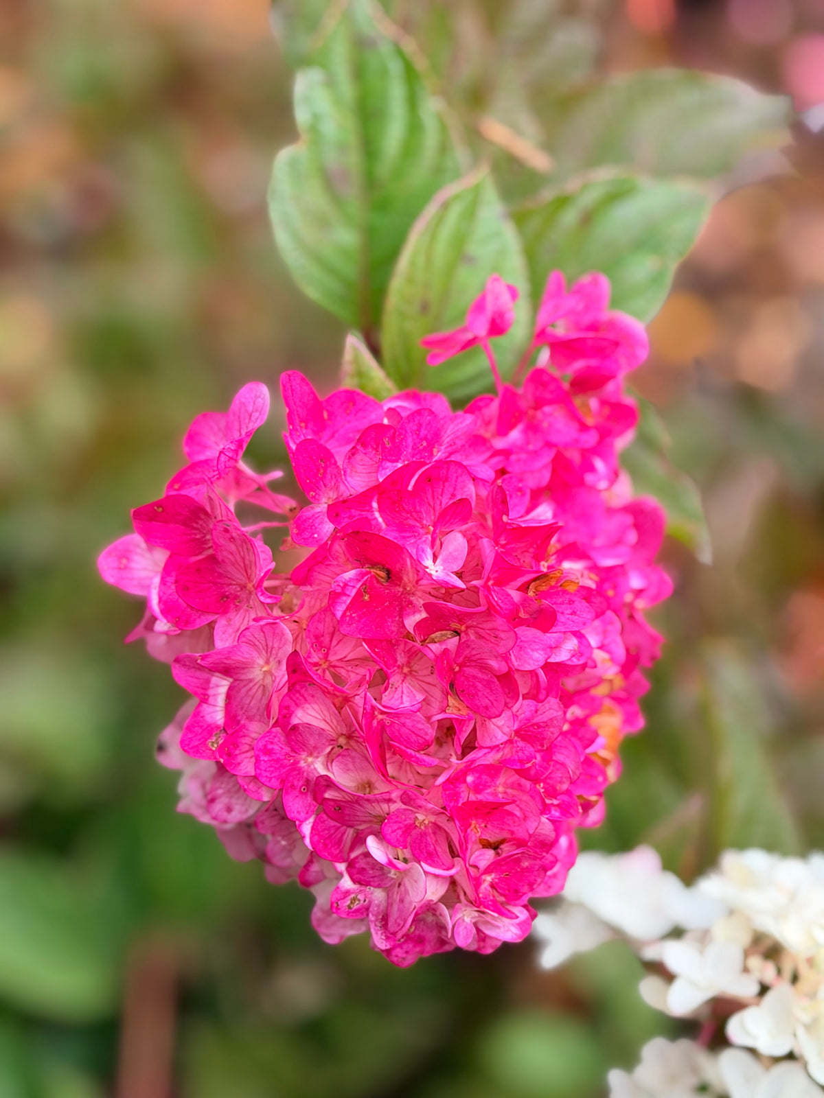 Hydrangea paniculata Spring Sizzle™ ('Bailpanthree')