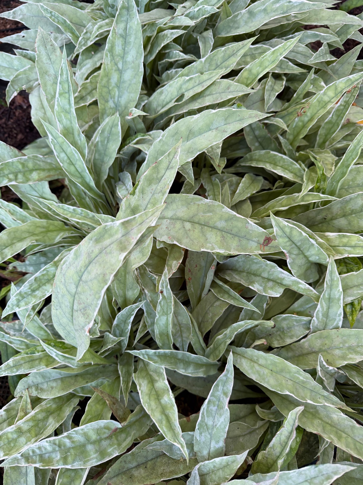 Pulmonaria 'Raspberry Frost' (Lungwort)