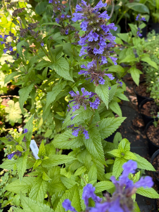 Nepeta kubanica  'Neptune' (Catmint, Catnip)