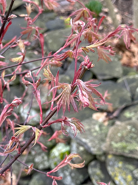 Acer palmatum 'Bloodgood'' - Japanese Maple