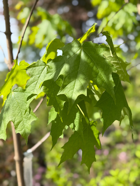 Acer saccharum 'Green Mountain' - Sugar Maple