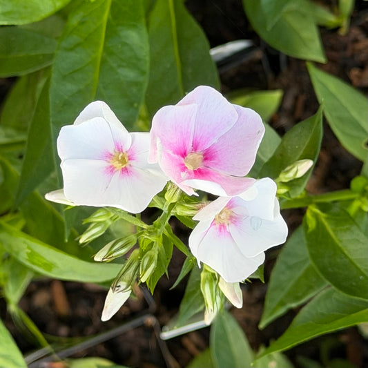 Phlox paniculata 'Flame™ Pro Baby Doll'
