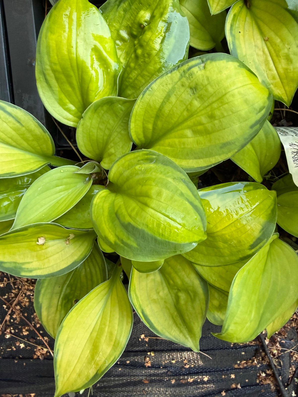 Hosta 'Lucy Vitols'