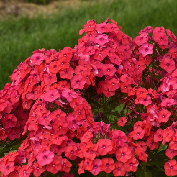 Phlox paniculata 'Sunset Coral'