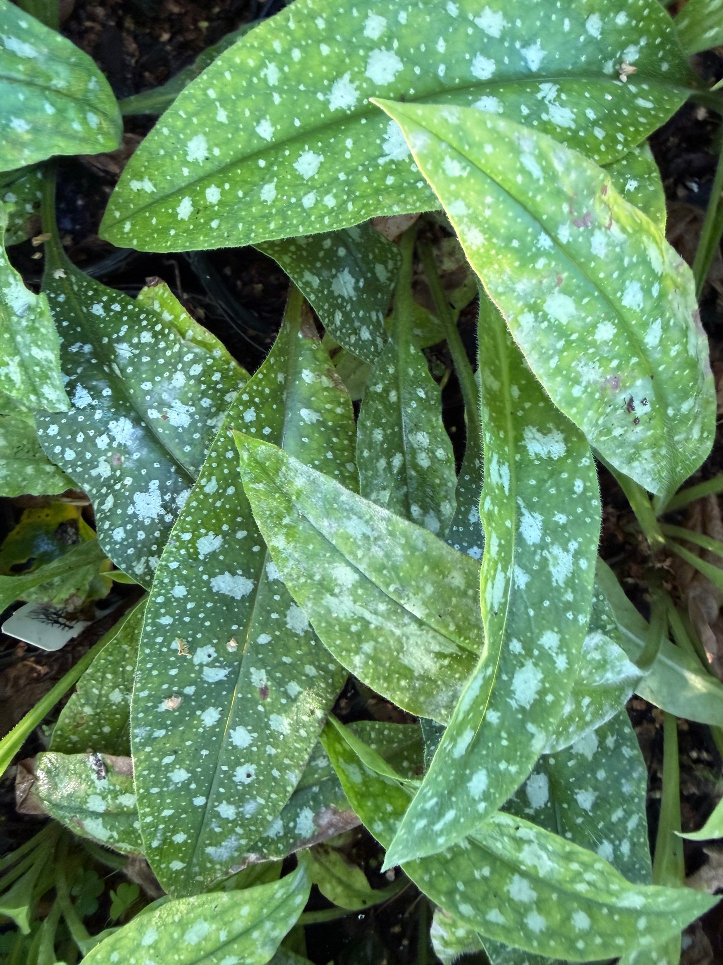 Pulmonaria longifolia 'Roy Davidson'