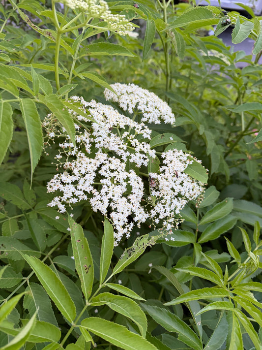 Sambucus canadensis 'York' (Elderberry)