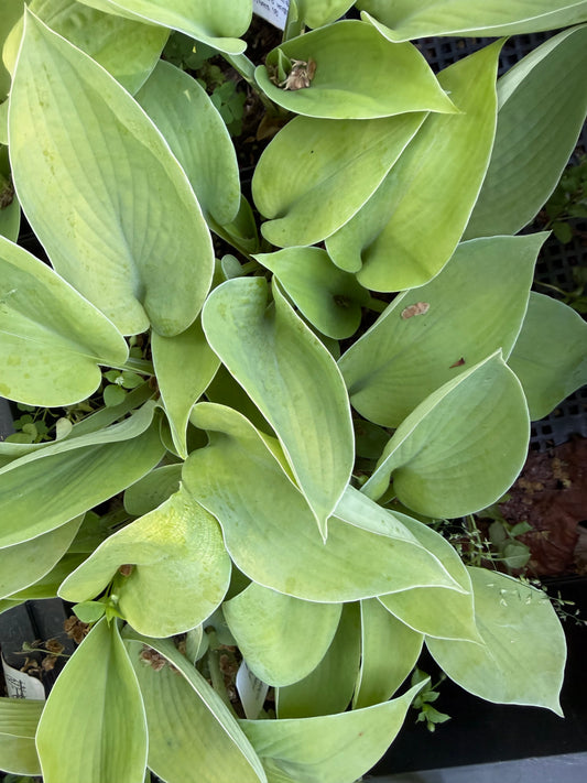 Hosta 'Golden Bullion'