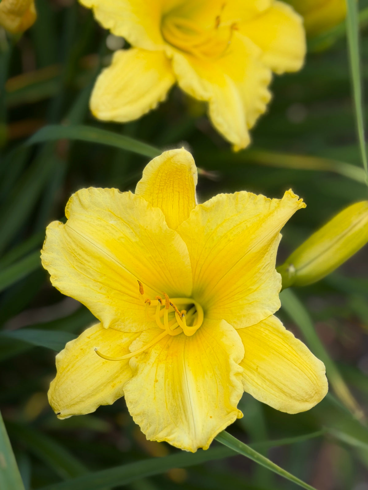 Hemerocallis 'Golden Tycoon (Daylily)