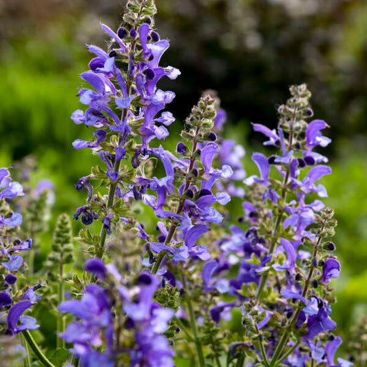 Salvia 'Big Sky'