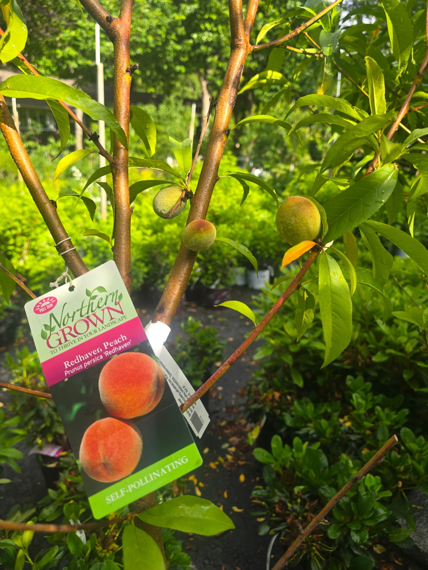 Peach 'Redhaven'