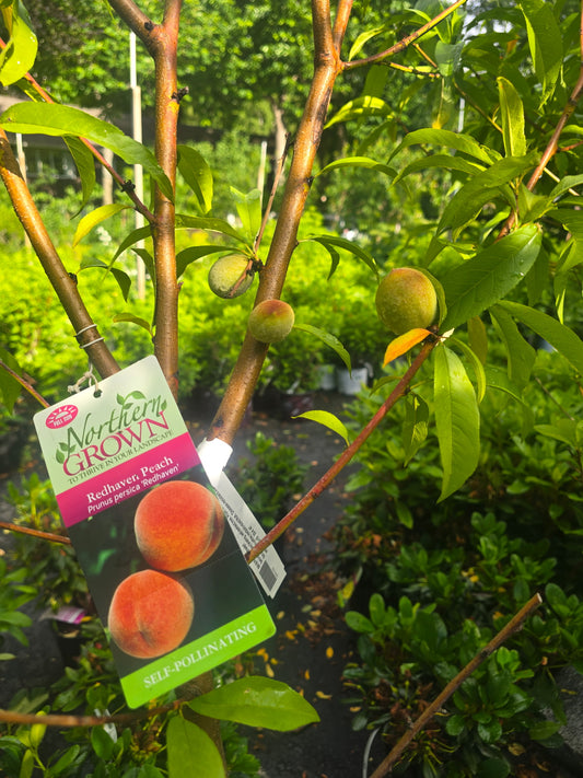 Peach 'Redhaven'