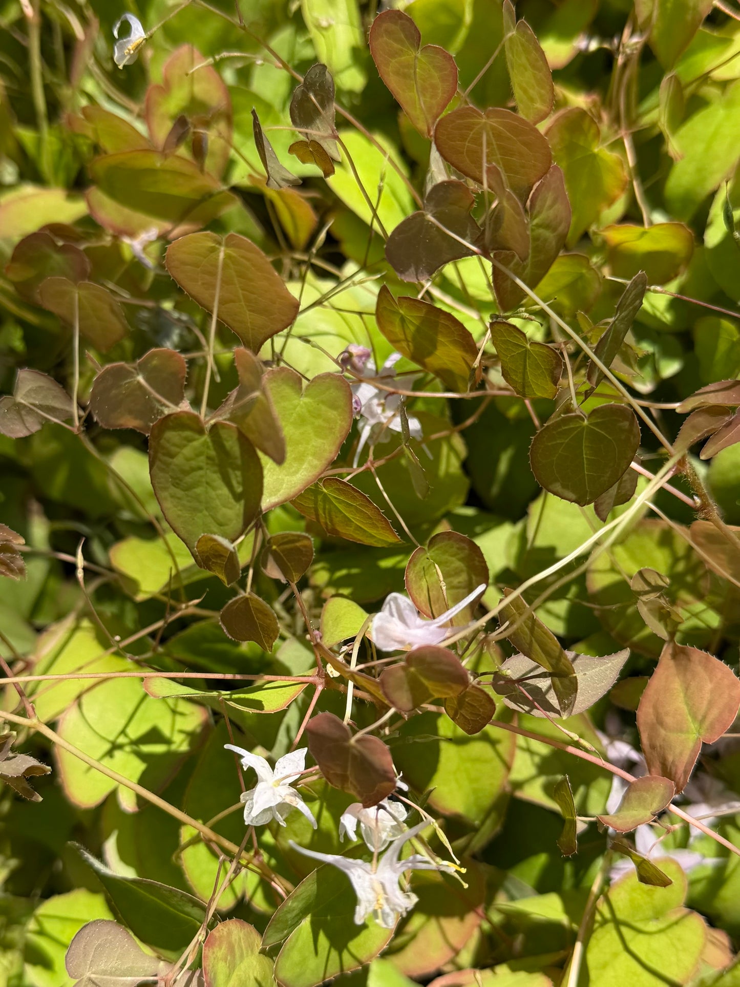 Epimedium x youngianum 'Royal Flush'