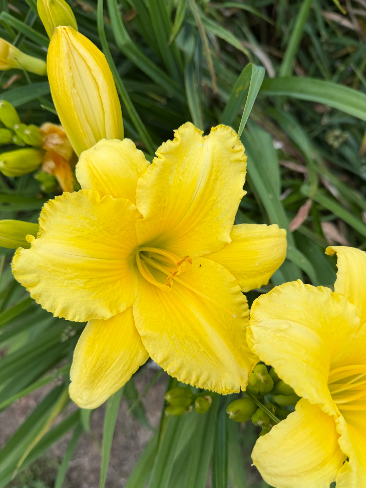Hemerocallis 'Golden Tycoon (Daylily)