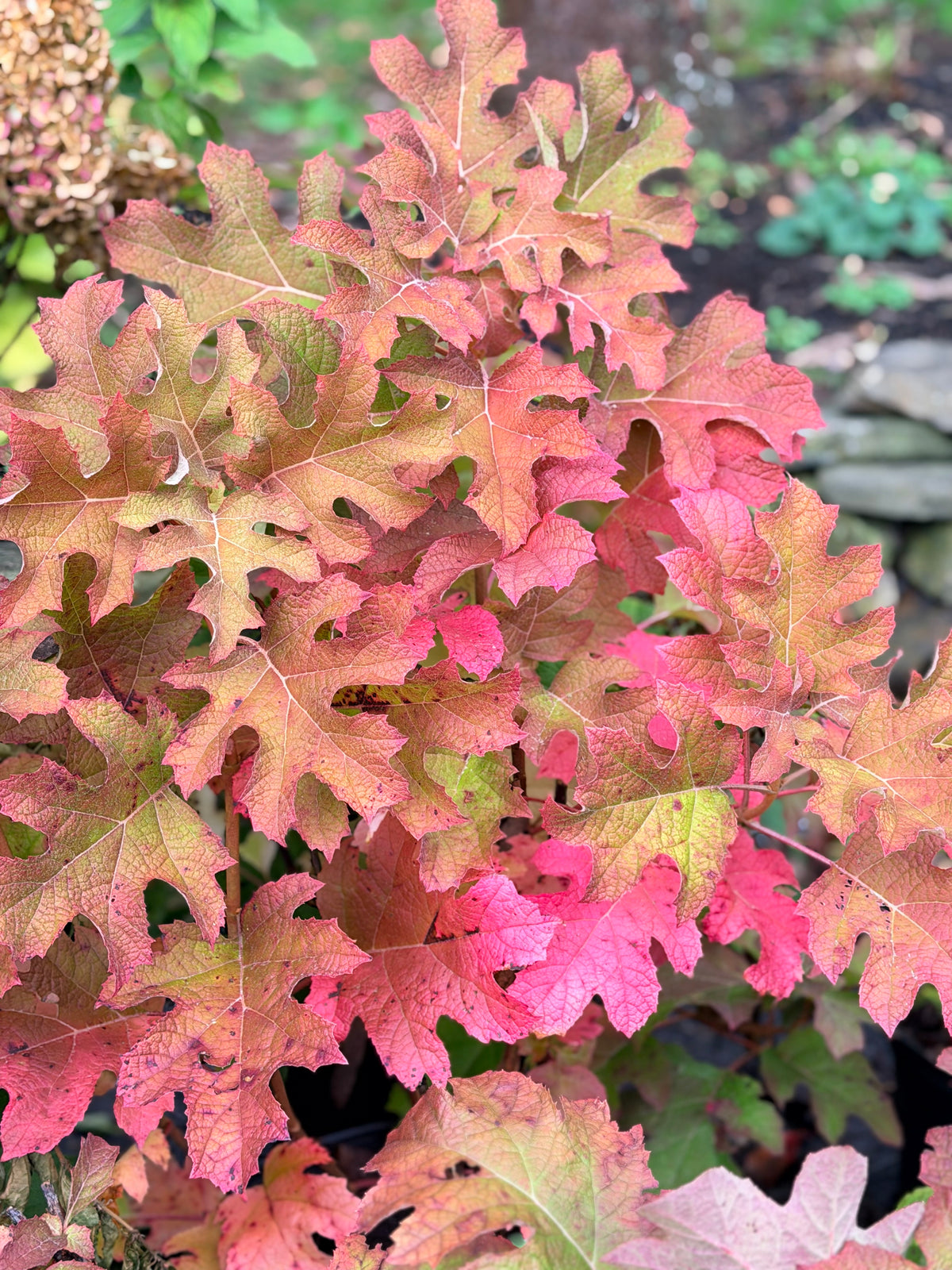 Hydrangea quercifolia 'Jetstream' (Oakleaf Hydrangea)