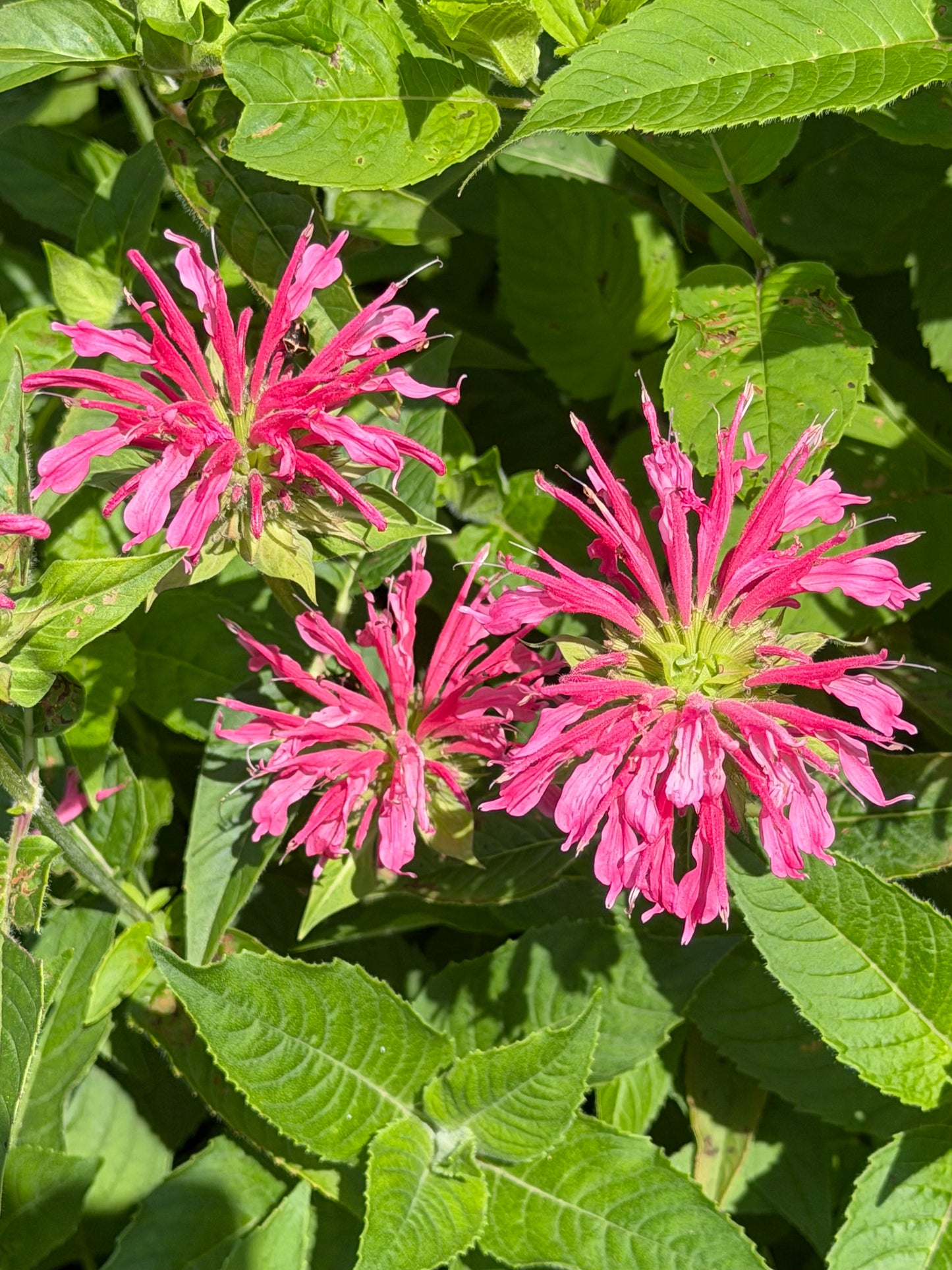 Monarda didyma 'Coral Reef' (Bee Balm)