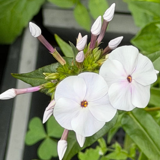 Phlox x 'Minnie Pearl'