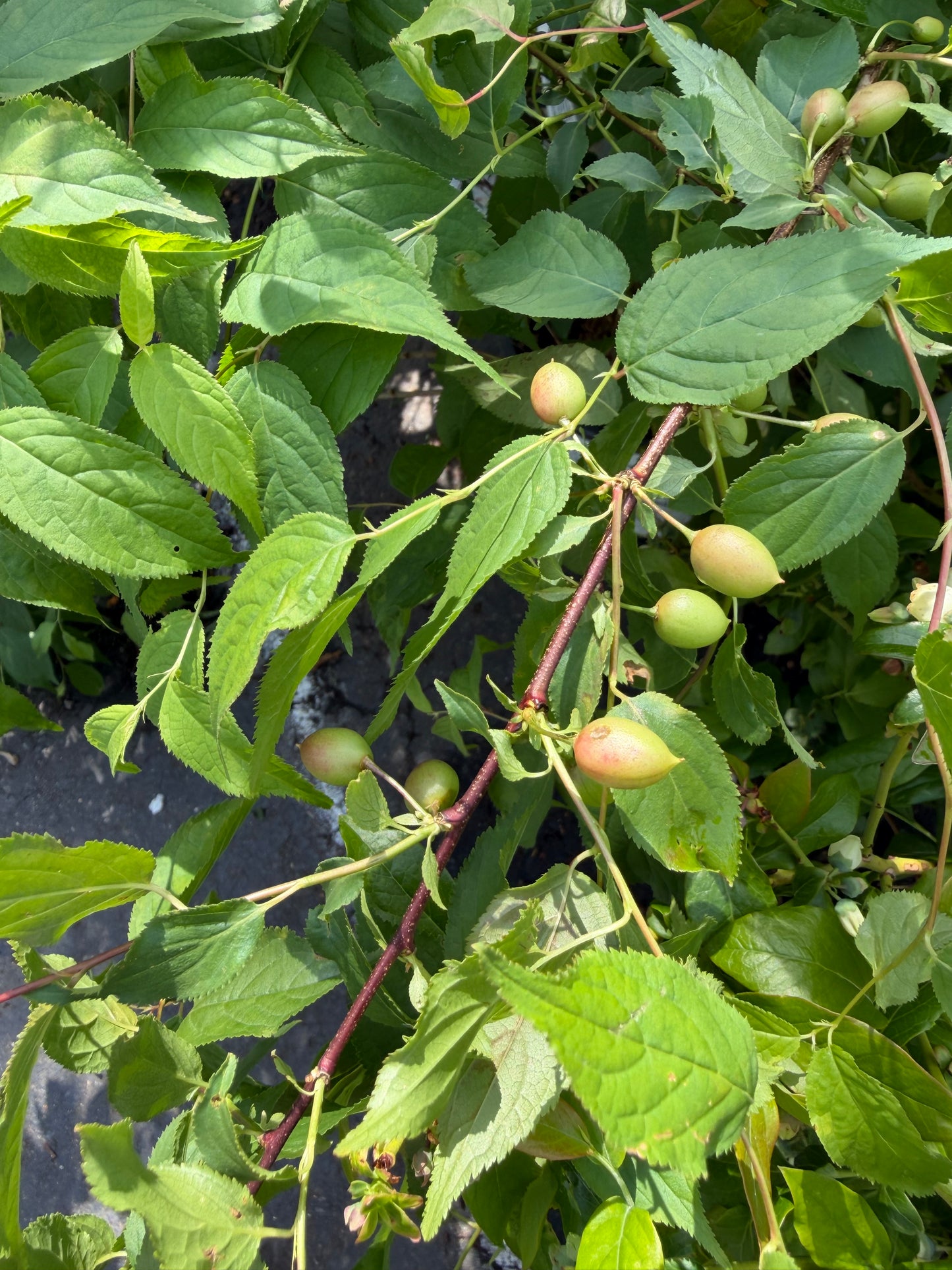 Prunus x Easy as Pie® (Bush Cherry)